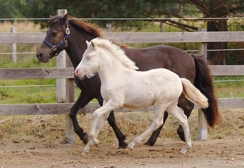 Enya von Heidmoor b.jpg